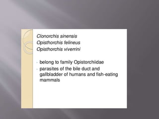 Zoonoses caused by trematodes and cestodes presentation | PPTX