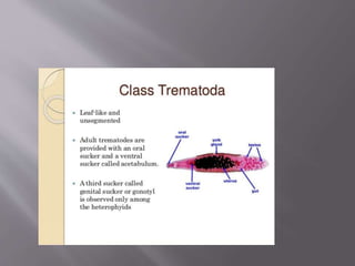 Zoonoses caused by trematodes and cestodes presentation | PPTX