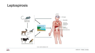 Longitudinal study of small ruminant zoonoses in Tana River, Kenya