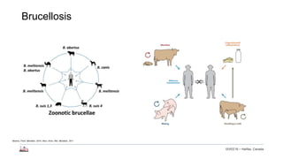 Longitudinal study of small ruminant zoonoses in Tana River, Kenya