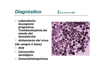Diagnóstico :  ( Virus Junin en ME) Laboratorio: leucopenia progresiva. Trombocitopenia.Aumento del hematócrito Aislamiento del virus  (de sangre ó bazo)  PCR Conversión serológica Inmunohistoquímica 
