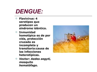 DENGUE: Flavivirus: 4 serotipos que producen un síndrome idéntico. Inmunidad homotípica es de por vida, protección cruzada es incompleta y transitoria:causa de las infecciones heterotípicas. Vector: Aedes aegyti, mosquito hematófago. 