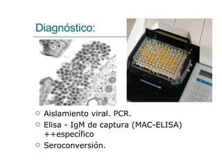 Diagnóstico: Aislamiento viral. PCR. Elisa - IgM de captura (MAC-ELISA) ++específico Seroconversión. 