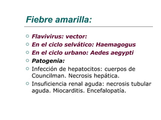 Fiebre amarilla: Flavivirus: vector: En el ciclo selvático: Haemagogus En el ciclo urbano: Aedes aegypti Patogenia: Infección de hepatocitos: cuerpos de Councilman. Necrosis hepática. Insuficiencia renal aguda: necrosis tubular aguda. Miocarditis. Encefalopatía. 