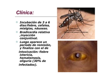 Clínica: Incubación de 3 a 6 días:fiebre, cefalea, mialgias, náuseas. Bradicardia relativa ,inyección conjuntival. Luego aparece un período de remisión, y finaliza con el de  intoxicación: fiebre ictericia, hematemesis, oliguria (30% de infectados). 