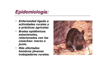 Epidemiología: Enfermedad ligada a actividades rurales y a prácticas agrícolas Brotes epidémicos estacionales, relacionados con las cosechas: marzo a junio. Más afectados hombres jóvenes trabajadores rurales. 