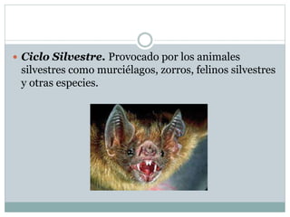  Ciclo Silvestre. Provocado por los animales
silvestres como murciélagos, zorros, felinos silvestres
y otras especies.
 