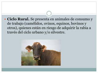  Ciclo Rural. Se presenta en animales de consumo y
de trabajo (camélidos, ovinos, equinos, bovinos y
otros), quienes están en riesgo de adquirir la rabia a
través del ciclo urbano y/o silvestre.
 
