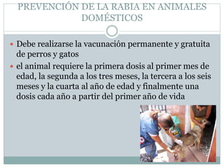 PREVENCIÓN DE LA RABIA EN ANIMALES
DOMÉSTICOS
 Debe realizarse la vacunación permanente y gratuita
de perros y gatos
 el animal requiere la primera dosis al primer mes de
edad, la segunda a los tres meses, la tercera a los seis
meses y la cuarta al año de edad y finalmente una
dosis cada año a partir del primer año de vida
 