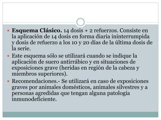 Esquema Clásico. 14 dosis + 2 refuerzos. Consiste en
la aplicación de 14 dosis en forma diaria ininterrumpida
y dosis de refuerzo a los 10 y 20 días de la última dosis de
la serie.
 Este esquema sólo se utilizará cuando se indique la
aplicación de suero antirrábico y en situaciones de
exposiciones grave (heridas en región de la cabeza y
miembros superiores).
 Recomendaciones.- Se utilizará en caso de exposiciones
graves por animales domésticos, animales silvestres y a
personas agredidas que tengan alguna patología
inmunodeficiente.
 