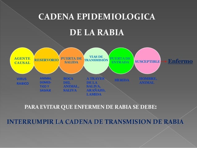 cadena epidemiologica la rabia zoonosis cadena epidemiologica la rabia zoonosis
