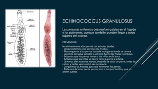 ECHINOCOCCUS GRANULOSUS
Las personas enfermas desarrollan quistes en el hígado
y los pulmones, aunque también pueden llegar a otros
lugares del cuerpo.
PREVENCION
No alimentemos a los perros con achuras crudas.
- Desparasitemos a los perros cada 45 días.
- Mantengamos a los perros lejos de los lugares donde se carnea
- Lavemos con agua potable y a chorro fuerte las frutas y verduras.
- Evitemos que los perros laman a los niños en la boca.
- Evitemos que los niños se lleven tierra o arena a la boca.
- Lavemos bien nuestras manos, después de tocar un perro, antes de
comer y tantas veces como sea necesario.
- Cerquemos las huertas para que no entren los perros.
- Tratemos de tener pocos perros, uno o dos por familia y que no
anden sueltos
 