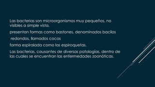 Las bacterias son microorganismos muy pequeños, no
visibles a simple vista,
presentan formas como bastones, denominados bacilos
redondos, llamados cocos
forma espiralada como las espiroquetas.
Las bacterias, causantes de diversas patologías, dentro de
las cuales se encuentran las enfermedades zoonóticas.
 
