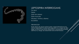 LEPTOSPIRA INTERROGANS
Tos seca
Fiebre
Dolor de cabeza
Dolor muscular
Náuseas, vómitos y diarrea
Escalofríos
PREVENCION
Evite áreas de aguas estancadas, especialmente en los
climas tropicales. Si usted está expuesto a un área de alto
riego, el hecho de tomar doxiciclina o amoxicilina puede
disminuir su riesgo de desarrollar esta enfermedad.
 