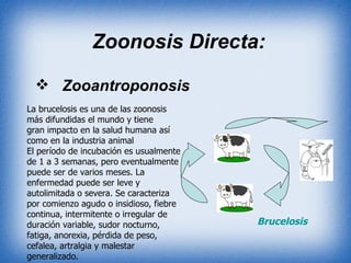 Zoonosis Directa: Zooantroponosis Brucelosis La brucelosis es una de las zoonosis más difundidas el mundo y tiene gran impacto en la salud humana así como en la industria animal El período de incubación es usualmente de 1 a 3 semanas, pero eventualmente puede ser de varios meses. La enfermedad puede ser leve y autolimitada o severa. Se caracteriza por comienzo agudo o insidioso, fiebre continua, intermitente o irregular de duración variable, sudor nocturno, fatiga, anorexia, pérdida de peso, cefalea, artralgia y malestar generalizado.  