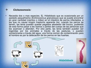 Ciclozoonosis:  Necesita dos o mas especies. Ej. Hidatidosis que es ocasionada por un parásito pequeñísimo (Echinococcus granulosus) que se puede encontrar en gran cantidad (cientos o miles) en el intestino de perros infectados, a los que no causa ningún trastorno aparente Así, cuando los perros se lamen, las tenia pueden quedar pegados alrededor del hocico, pudiendo de esta forma pasar a las manos o partes del cuerpo de las personas que los acarician o atienden. Por otra parte, las tenia también pueden ser ingeridas por los animales a través de las pasturas, o pueden contaminarse a través del agua, una forma común de contaminación para el hombre es por la defecación de los perros en las huertas. Hidatidosis 