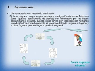 Saprozoonosis:   Un vertebrado y un reservorio inanimado.  Ej. larva migrans: la que es producida por la migración de larvas Toxocara canis (gusano ascaridoideo de perros) son eliminados por las heces contaminando el suelo, cuando estas larvas son ingeridas por humanos introduciéndose inmediatamente al intestino delgado, migran al hígado y a otros órganos pueden llegar a producir ceguera. Larva migrans visceral 