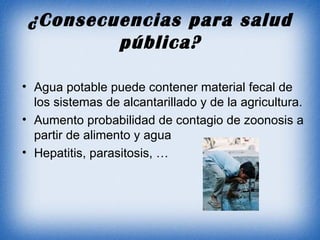 ¿Consecuencias para salud pública? Agua potable puede contener material fecal de los sistemas de alcantarillado y de la agricultura. Aumento probabilidad de contagio de zoonosis a partir de alimento y agua Hepatitis, parasitosis, … 