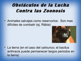 Obstáculos de la Lucha Contra las Zoonosis Animales salvajes como reservorios:  Son mas difíciles de combatir (ej. Ràbia) La tierra (en el caso del carbunco; el bacilus anthracis puede permanecer largos periodos en la tierra) 