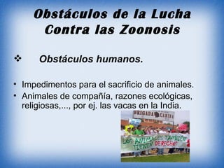 Obstáculos de la Lucha Contra las Zoonosis Obstáculos humanos. Impedimentos para el sacrificio de animales. Animales de compañía, razones ecológicas, religiosas,..., por ej. las vacas en la India. 