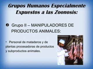 Grupos Humanos Especialmente Expuestos a las Zoonosis: Grupo II – MANIPULADORES DE PRODUCTOS ANIMALES: Personal de mataderos y de  plantas procesadoras de productos  y subproductos animales. 
