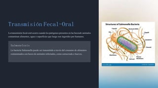 ZOONOSIS DIAPOSITIVAS (DEFINICION, CLASIFICACION, ETC) | PDF