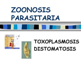 ZOONOSIS
PARASITARIA
TOXOPLASMOSIS
DISTOMATOSIS

 