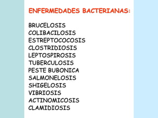 ENFERMEDADES BACTERIANAS:BRUCELOSIS	COLIBACILOSISESTREPTOCOCOSISCLOSTRIDIOSISLEPTOSPIROSISTUBERCULOSISPESTE BUBONICASALMONELOSISSHIGELOSIS		VIBRIOSISACTINOMICOSISCLAMIDIOSIS