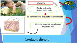Patógeno 
-Medio ambiente 
-Animal infectado 
La persona esta expuesta en el contacto 
Heridas abiertas, membranas 
mucosas, piel 
Contacto directo 
 