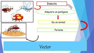Insecto 
Adquiere un patógeno 
Vector 
De un animal 
Persona 
 