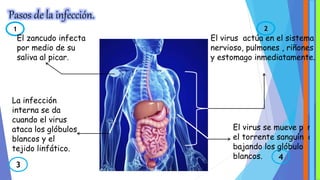 Pasos de la infección. 
1 
El zancudo infecta 
por medio de su 
saliva al picar. 
2 
La infección 
interna se da 
cuando el virus 
ataca los glóbulos 
blancos y el 
tejido linfático. 
3 
El virus actúa en el sistema 
nervioso, pulmones , riñones 
y estomago inmediatamente. 
El virus se mueve por 
el torrente sanguíneo 
bajando los glóbulos 
blancos. 
4 
 