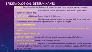 EPIDEMIOLOGICAL DETERMINANTS
 AGENT :Brucella melitensis, B abortus, B suis and B canis These bacteria are gram negative.
 RESERVOIR OF INFECTION :Main reservoir human infection are cattle ,sheep, goats, swine
buffaloes horse and dog .
 HOST FACTOR :Adult male .farmer ,shepherds ,butchers .
 ENVIRONMENTAL FACTOR :Disinfect areas exposed to infected animals, their urine, blood, milk,
or discharges. meat production high rainfall lack of expose to sunlight.
MODE OF TRANSMISSION
Transmission Is Usually From Infected Animal To Man Is No Evidence Of Transmission From Man
To Man
THERE ARE ROUTE SPREAD ARE
 CONTACT INFECTION : Contact with infected tissues, blood, urine, vaginal discharges.
 AIR –BONE INFICTION : Inhalation of infectious aerosols
 FOOD –BORNE INFECTION :Ingestion of contaminated food such as raw milk, cheese made from
unpasteurized (raw) milk, or raw meat Venereal transmission has been suggested, but the data
are not conclusive.
 