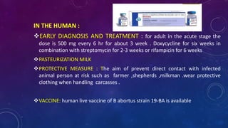IN THE HUMAN :
EARLY DIAGNOSIS AND TREATMENT : for adult in the acute stage the
dose is 500 mg every 6 hr for about 3 week . Doxycycline for six weeks in
combination with streptomycin for 2-3 weeks or rifampicin for 6 weeks
PASTEURIZATION MILK
PROTECTIVE MEASURE : The aim of prevent direct contact with infected
animal person at risk such as farmer ,shepherds ,milkman .wear protective
clothing when handling carcasses .
VACCINE: human live vaccine of B abortus strain 19-BA is available
 