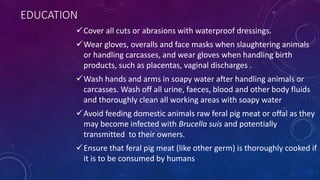 EDUCATION
Cover all cuts or abrasions with waterproof dressings.
Wear gloves, overalls and face masks when slaughtering animals
or handling carcasses, and wear gloves when handling birth
products, such as placentas, vaginal discharges .
Wash hands and arms in soapy water after handling animals or
carcasses. Wash off all urine, faeces, blood and other body fluids
and thoroughly clean all working areas with soapy water
Avoid feeding domestic animals raw feral pig meat or offal as they
may become infected with Brucella suis and potentially
transmitted to their owners.
Ensure that feral pig meat (like other germ) is thoroughly cooked if
it is to be consumed by humans
 