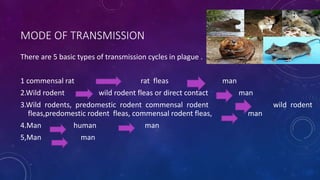 MODE OF TRANSMISSION
There are 5 basic types of transmission cycles in plague .
1 commensal rat rat fleas man
2.Wild rodent wild rodent fleas or direct contact man
3.Wild rodents, predomestic rodent commensal rodent wild rodent
fleas,predomestic rodent fleas, commensal rodent fleas, man
4.Man human man
5,Man man
 