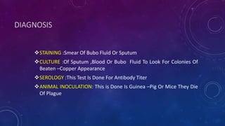 DIAGNOSIS
STAINING :Smear Of Bubo Fluid Or Sputum
CULTURE :Of Sputum ,Blood Or Bubo Fluid To Look For Colonies Of
Beaten –Copper Appearance
SEROLOGY :This Test Is Done For Antibody Titer
ANIMAL INOCULATION: This is Done Is Guinea –Pig Or Mice They Die
Of Plague
 