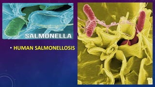 • HUMAN SALMONELLOSIS
 