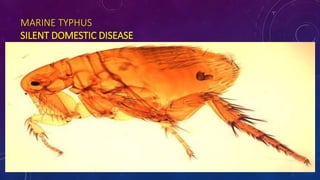 MARINE TYPHUS
SILENT DOMESTIC DISEASE
 