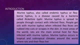 INTRODUCTION
Murine typhus, also called endemic typhus or flea-
borne typhus, is a disease caused by a bacteria
called Rickettsia typhi. Murine typhus is spread to
people through contact with infected fleas. People get
sick with murine typhus when infected flea feces are
rubbed into cuts or scrapes in the skin. In most areas of
the world, rats are the main animal host for fleas
infected with murine typhus. Murine typhus occurs in
tropical and subtropical climates around the world
where rats and their fleas live
 