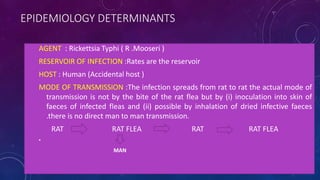 EPIDEMIOLOGY DETERMINANTS
AGENT : Rickettsia Typhi ( R .Mooseri )
RESERVOIR OF INFECTION :Rates are the reservoir
HOST : Human (Accidental host )
MODE OF TRANSMISSION :The infection spreads from rat to rat the actual mode of
transmission is not by the bite of the rat flea but by (i) inoculation into skin of
faeces of infected fleas and (ii) possible by inhalation of dried infective faeces
.there is no direct man to man transmission.
RAT RAT FLEA RAT RAT FLEA
•
MAN
 