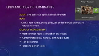 EPIDEMIOLOGY DETERMINANTS
AGENT :The causative agent is coxiella burnetii
HOST
Animal host :cattle ,sheep ,goat ,tick and some wild animal are
natural reservoirs.
MODE OF TRANSMISSION :
 Most common route is inhalation of aerosols
 Contaminated dust, manure, birthing products
 Tick bites (rare)
 Person-to-person (rare)
 