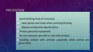 PREVENTION
Avoid birthing fluid of ruminants
 wear gloves and mask when assisting birthing .
 dispose of placenta abortes fetus .
 Protect personal equipment
Do not consume raw milk or raw milk product .
Avoiding contact with animals ,especially while animal are
given birth .
 