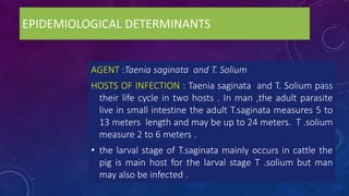 EPIDEMIOLOGICAL DETERMINANTS
AGENT :Taenia saginata and T. Solium
HOSTS OF INFECTION : Taenia saginata and T. Solium pass
their life cycle in two hosts . In man ,the adult parasite
live in small intestine the adult T.saginata measures 5 to
13 meters length and may be up to 24 meters. T .solium
measure 2 to 6 meters .
• the larval stage of T.saginata mainly occurs in cattle the
pig is main host for the larval stage T .solium but man
may also be infected .
 