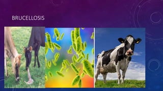 BRUCELLOSIS
 