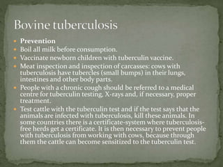  Prevention
 Boil all milk before consumption.
 Vaccinate newborn children with tuberculin vaccine.
 Meat inspection and inspection of carcasses: cows with
tuberculosis have tubercles (small bumps) in their lungs,
intestines and other body parts.
 People with a chronic cough should be referred to a medical
centre for tuberculin testing, X-rays and, if necessary, proper
treatment.
 Test cattle with the tuberculin test and if the test says that the
animals are infected with tuberculosis, kill these animals. In
some countries there is a certificate-system where tuberculosis-
free herds get a certificate. It is then necessary to prevent people
with tuberculosis from working with cows, because through
them the cattle can become sensitized to the tuberculin test.
 