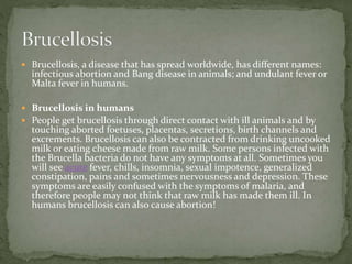  Brucellosis, a disease that has spread worldwide, has different names:
infectious abortion and Bang disease in animals; and undulant fever or
Malta fever in humans.
 Brucellosis in humans
 People get brucellosis through direct contact with ill animals and by
touching aborted foetuses, placentas, secretions, birth channels and
excrements. Brucellosis can also be contracted from drinking uncooked
milk or eating cheese made from raw milk. Some persons infected with
the Brucella bacteria do not have any symptoms at all. Sometimes you
will see acute fever, chills, insomnia, sexual impotence, generalized
constipation, pains and sometimes nervousness and depression. These
symptoms are easily confused with the symptoms of malaria, and
therefore people may not think that raw milk has made them ill. In
humans brucellosis can also cause abortion!
 