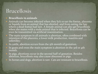  Brucellosis in animals
 Animals can become infected when they lick or eat the foetus, placenta
or liquids from an animal that has aborted, and from eating the hay
where a dead foetus had lain. A female animal can also get brucellosis
when she mates with a male animal that is infected. Brucellosis can be
even be transmitted via artificial insemination.
 The main symptom in all animals is abortion, often combined with
retention of the placenta, a lower milk production, mastitis and
infertility:
 In cattle, abortion occurs from the 5th month of gestation.
 In goats and ewes the main symptom is abortion in the 3rd or 4th
month.
 In pigs, abortions occur in the second half of gestation. Besides
abortion, brucellosis may also cause abscesses in pigs.
 In horses and dogs, abortion is rare. Cats are resistant to brucellosis.
 