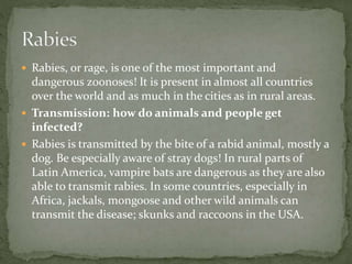  Rabies, or rage, is one of the most important and
dangerous zoonoses! It is present in almost all countries
over the world and as much in the cities as in rural areas.
 Transmission: how do animals and people get
infected?
 Rabies is transmitted by the bite of a rabid animal, mostly a
dog. Be especially aware of stray dogs! In rural parts of
Latin America, vampire bats are dangerous as they are also
able to transmit rabies. In some countries, especially in
Africa, jackals, mongoose and other wild animals can
transmit the disease; skunks and raccoons in the USA.
 