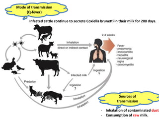 Mode of transmission
(Q-fever)
Infected cattle continue to secrete Coxiella brunetti in their milk for 200 days.
- Inhalation of contaminated dust
- Consumption of raw milk.
Sources of
transmission
 