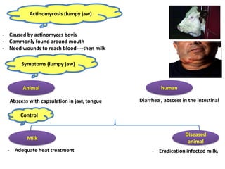Actinomycosis (lumpy jaw)
- Caused by actinomyces bovis
- Commonly found around mouth
- Need wounds to reach blood----then milk
Symptoms (lumpy jaw)
Animal human
Abscess with capsulation in jaw, tongue Diarrhea , abscess in the intestinal
Control
Milk
Diseased
animal
- Adequate heat treatment - Eradication infected milk.
 